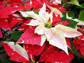 christmas-poinsettia